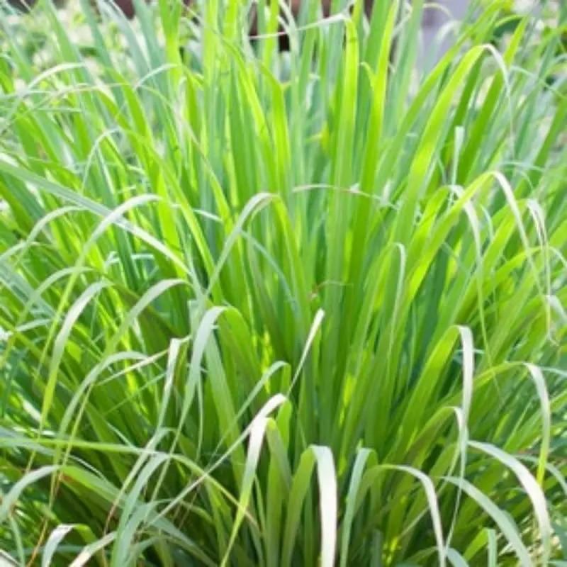 Live Grass Trees - Enhance Your Luck and Prosperity